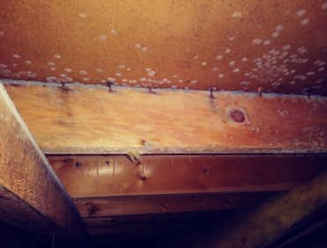 Crawlspace Microbial