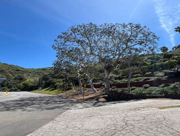 Photos by California Green Tree Care #1