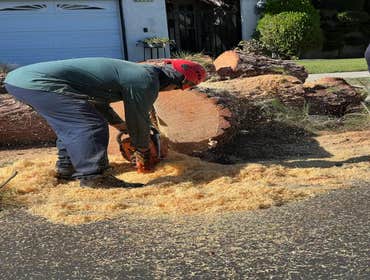 Photos by California Green Tree Care #1