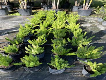 Photos by B&c Fruit Trees & Landscape LLC #1