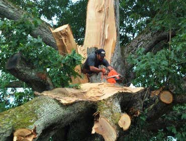 Photo(s) from Brown and Company Tree Specialists LLC