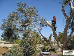 OCHOA TREE SERVICE Project 1