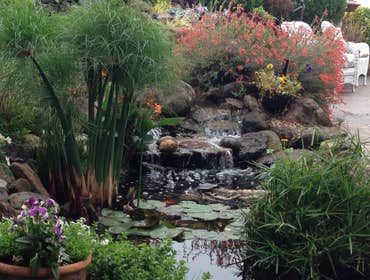 Jay Job We designed this pond and rebuild the stream. This is located in San Francisco in a very small back yard. We put 4 koi in and we also clean the