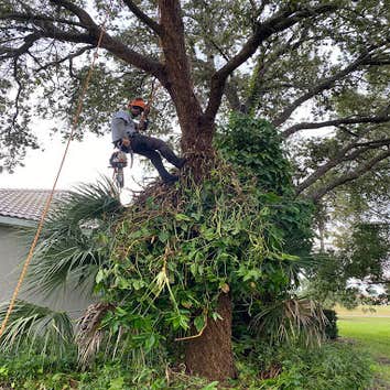 Arbobella Tree Service