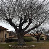 Arbor King Tree Service LLC
