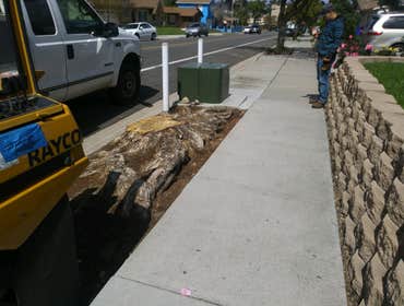 Photos by South Coast Stump Removal