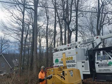 Photos by Amigos Lawn Care & Tree Service #1