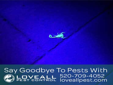 Termite-Pest Control Termite-Pest Control Service