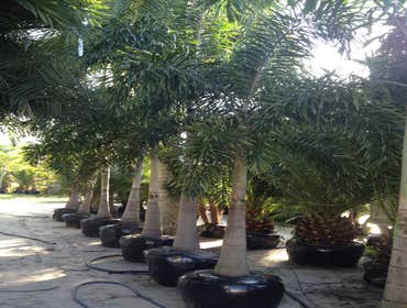Photos by B&c Fruit Trees & Landscape LLC #1