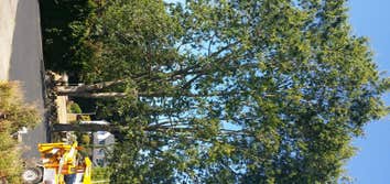Oak trees Thinning