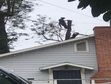 Photos by Tzuban Tree Services #1