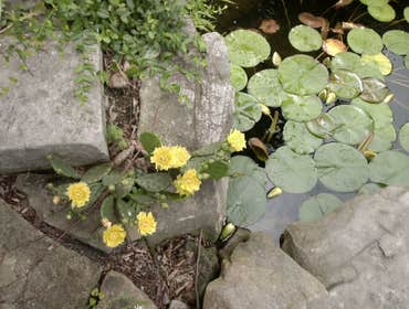 Photo(s) from Landscape Architectural Services Inc