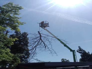 Photos by Trinity Tree Service #1