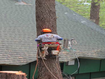Tree Removals Technical tree removals over houses.