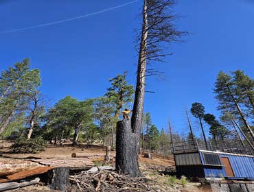 Tree removal