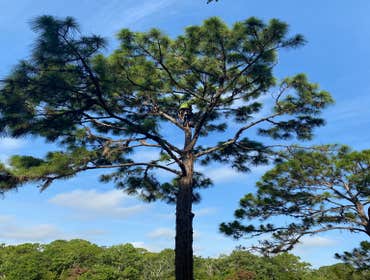 Photos by Arbobella Tree Service #1
