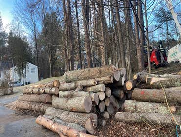 Photos by Yandi's Tree Service #25