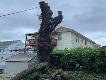 Photos by Palmer Tree Service #1