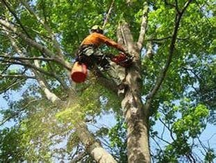 Photos by Apollo Contracting llc Tree service #1 Dropped 2 large Maple's in 1/2 day