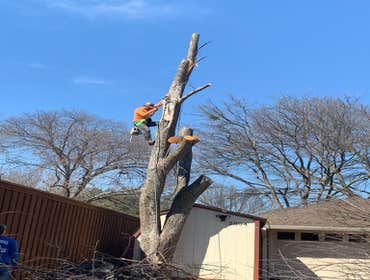 Photos by K-perez Tree Services #1