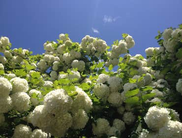 Beautiful Flowers