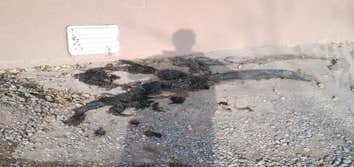 Drain Sevice Roots removed from main sewer line... Quite shocking....