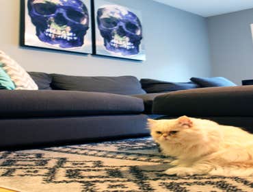Living Room...and a kitty!
