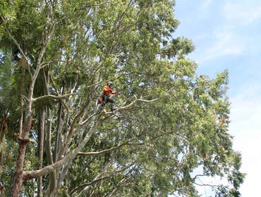 Photos by East Side TreEast Side Tree Servicese Services #1 Our services range from tree trimming and pruning to stump grinding, removals, crown reduct