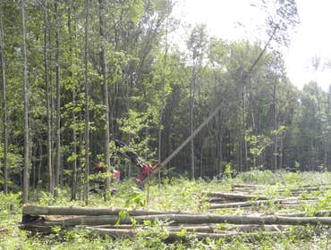 Photos by A.M. Logging #1