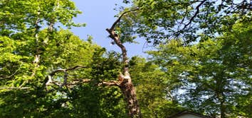 Master Tree Service LLC