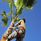 Photos by Elk Grove Tree Pros #1