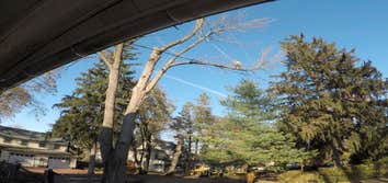 Photos from Flores Tree Service and Landscaping Inc