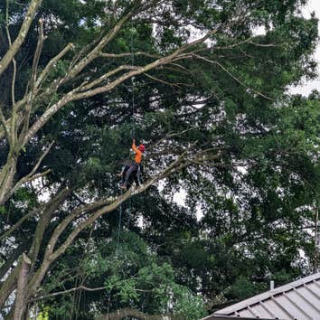 East Side Tree Services