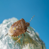4 Way Pest Control Inc