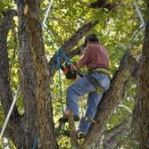 Bronx Tree Pro - Tree Removal, Cutting & Trimming Service