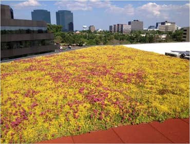 Green Roof