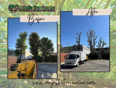 Photos by Majestic Tree Care Inc #10