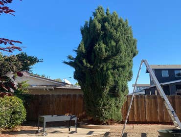 Photos by Jose Marin Tree Service #4