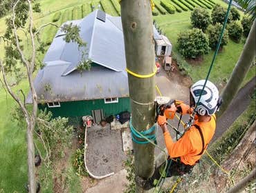 Photos by East Side TreEast Side Tree Servicese Services #1 Our services range from tree trimming and pruning to stump grinding, removals, crown reduct