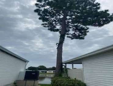 Photos by Arbobella Tree Service #1