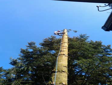 Photos by Elite Tree Care #1