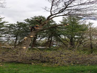 Photos by Alvarez Tree Expert- Tree Service- Tree Removal- (630) 201-8389 #1