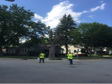 Photos by Green Bay Tree Service #1