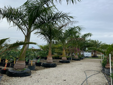Photos by B&c Fruit Trees & Landscape LLC #1