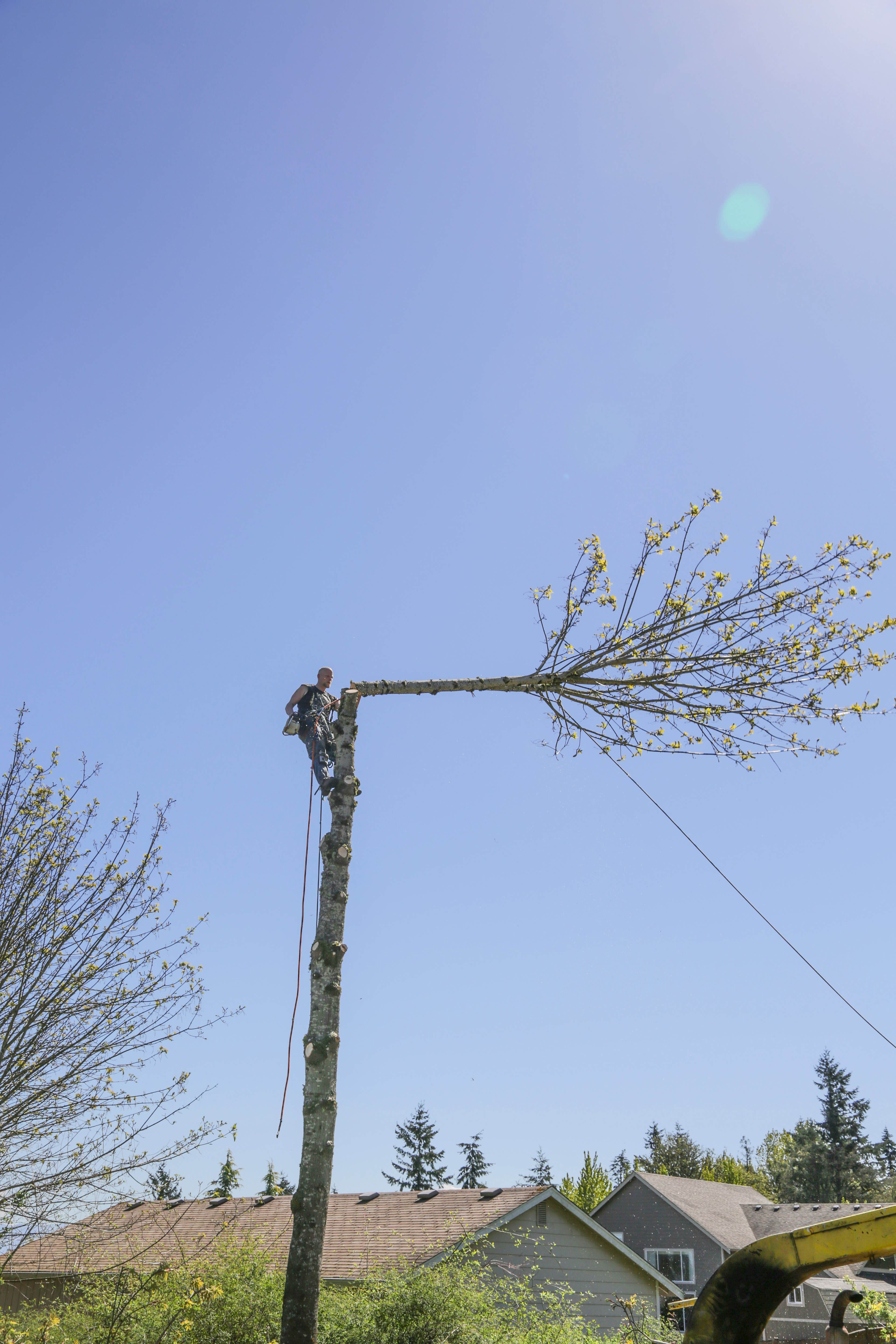 Millers Tree Service | Enumclaw | Read Reviews + Get a Bid | BuildZoom
