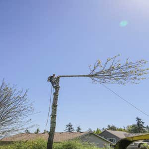 Tree Work Tree Trimming and Removal