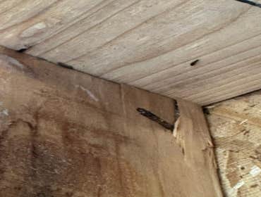 Water Mitigation This project was a roof leak the photos show initial inspection to post demo.