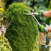 Green Leaf Tree Surgeons