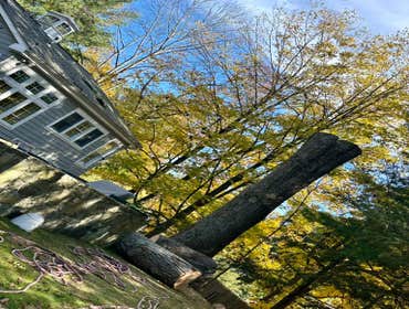 Photos by E. Sanchez Tree Services #11