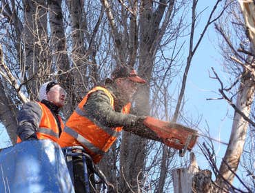 Photos by Placerville Tree Service #1
